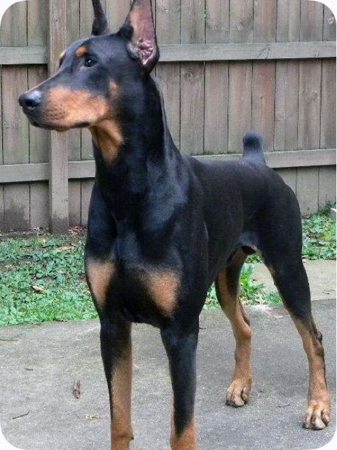 Rico