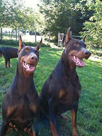 Delta and Hector