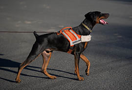 Search and Rescue Doberman Nim