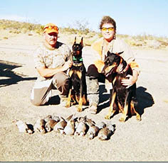 Tika the Dobernman Bird Dog